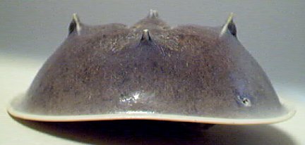 Horseshoe Crab's Face.