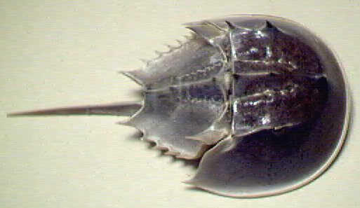 Horseshoe Crab.