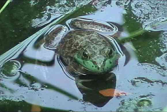 Frog in the middle of our pond.